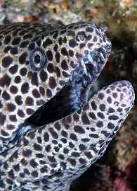 Banda Sea 2018 - DSC05935_rc - Blackspotted moray - Murene leopard - Gymnothorax favagineus